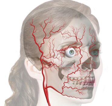 3 stages to Master Facial Anatomy