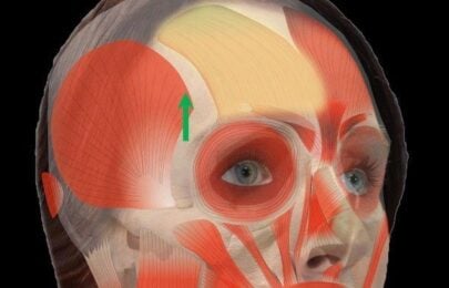 Understanding the SNARE Complex: The Foundation of Botox Action