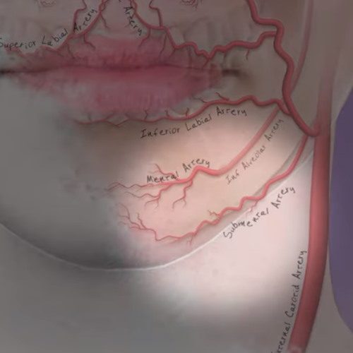 Top 5 Facial Anatomy Lessons for Aesthetics | Dr Tim Pearce