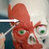 Botox: Safe frown line injection points | Dr Tim Pearce