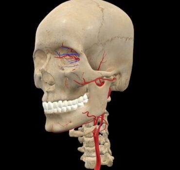 Mastering Facial Anatomy for Injectors