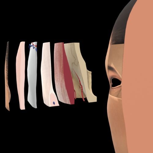 temple anatomy model