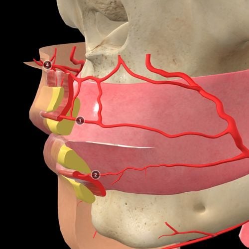 Why Most Injectors Struggle with Facial Anatomy