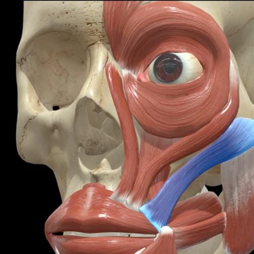 Facial muscle anatomy diagram showing orbicularis oculi and zygomaticus major for Botox injection planning
