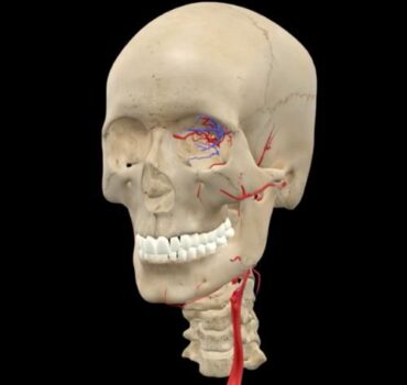 Understanding Facial Danger Zones: A Probabilistic Approach