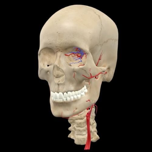 Understanding Facial Danger Zones: A Probabilistic Approach
