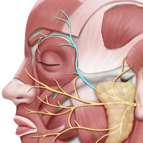 3D anatomical illustration showing frontal branch of facial nerve pathway through temple region with surrounding muscles