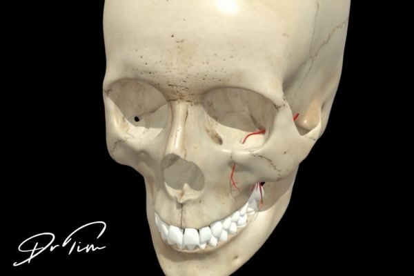 Frontal skull anatomy highlighting infraorbital foramen and maxillary arterial connections