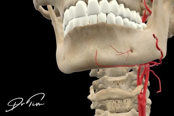 Frontal skull view showing infraorbital and mental foramina with arterial pathways