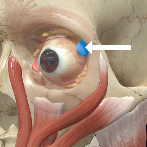 Avoiding Botox Eye Complications From Dry Eye to the ‘Psycho Look’