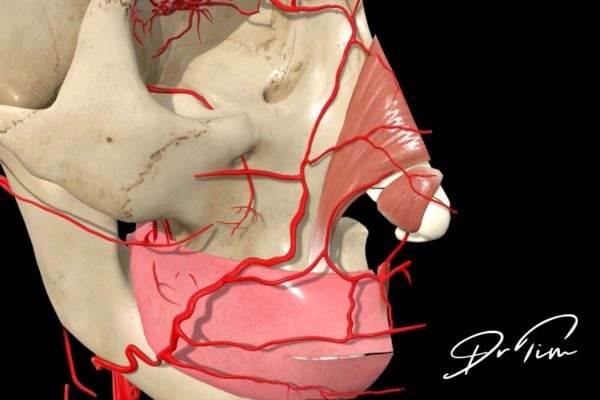 Anatomical model showing columellar artery and nasal vascular anatomy for safe filler injection