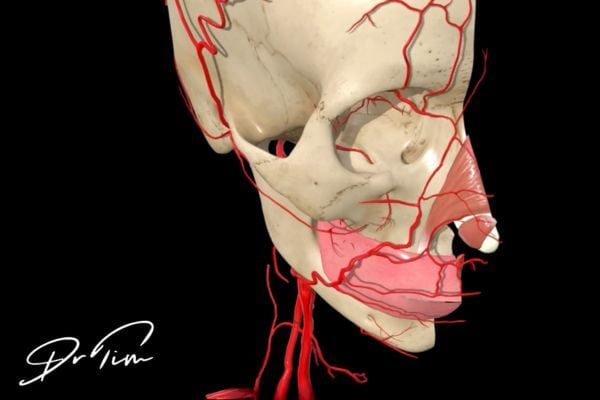 Profile view of nasal anatomy showing dorsal nasal arteries running parallel to typical cannula entry angles
