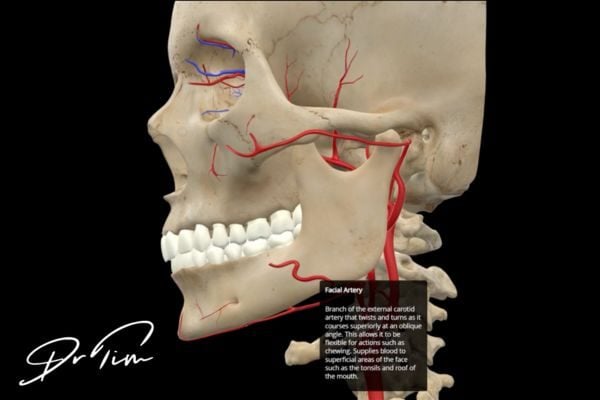 Mandibular view showing facial artery path near mandibular notch danger zone