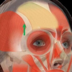 frontalis muscles