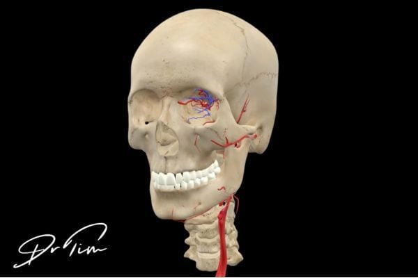 Lateral skull view displaying supraorbital artery pathway and frontal vascular anatomy