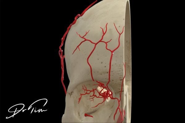 Lateral skull view displaying posterior ethmoidal artery branches and temporal vascular anatomy