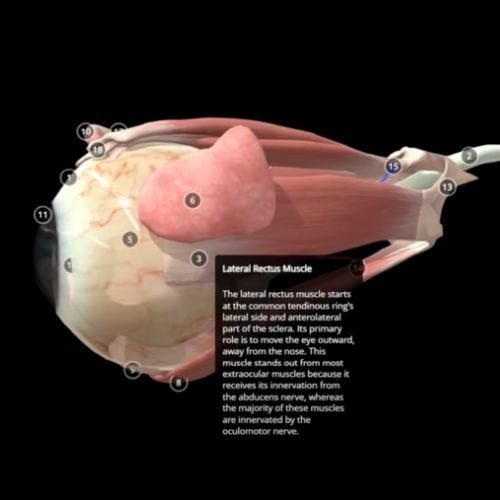 Preventing Double Vision from Botox: Mastering the Lateral Rectus Safety Zone