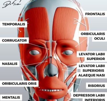 Facial Muscle Anatomy for Botulinum Toxin