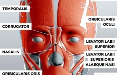 Facial Muscle Anatomy for Botulinum Toxin