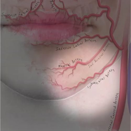 Understanding Lip and Lower Face Anatomy: The Foundation for Safe Injectable Treatment