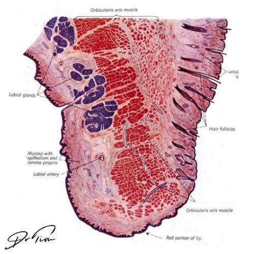 Histological cross-section of lip showing orbicularis oris muscle, labial artery position, mucosa, and anatomical layers for safe lip filler injection technique