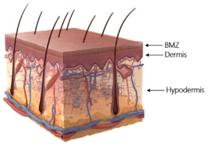 Layers of the skin (Abdo, 2020) Dr Shreya Seth